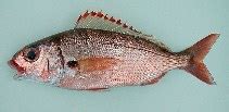 pagella fish|Pagellus acarne, Axillary seabream : fisheries, gamefish.